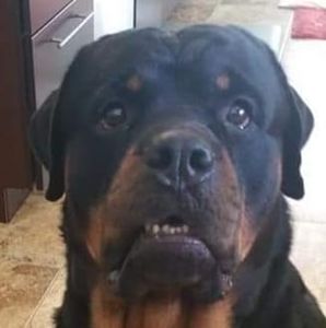 Meet your Posher, Sonny